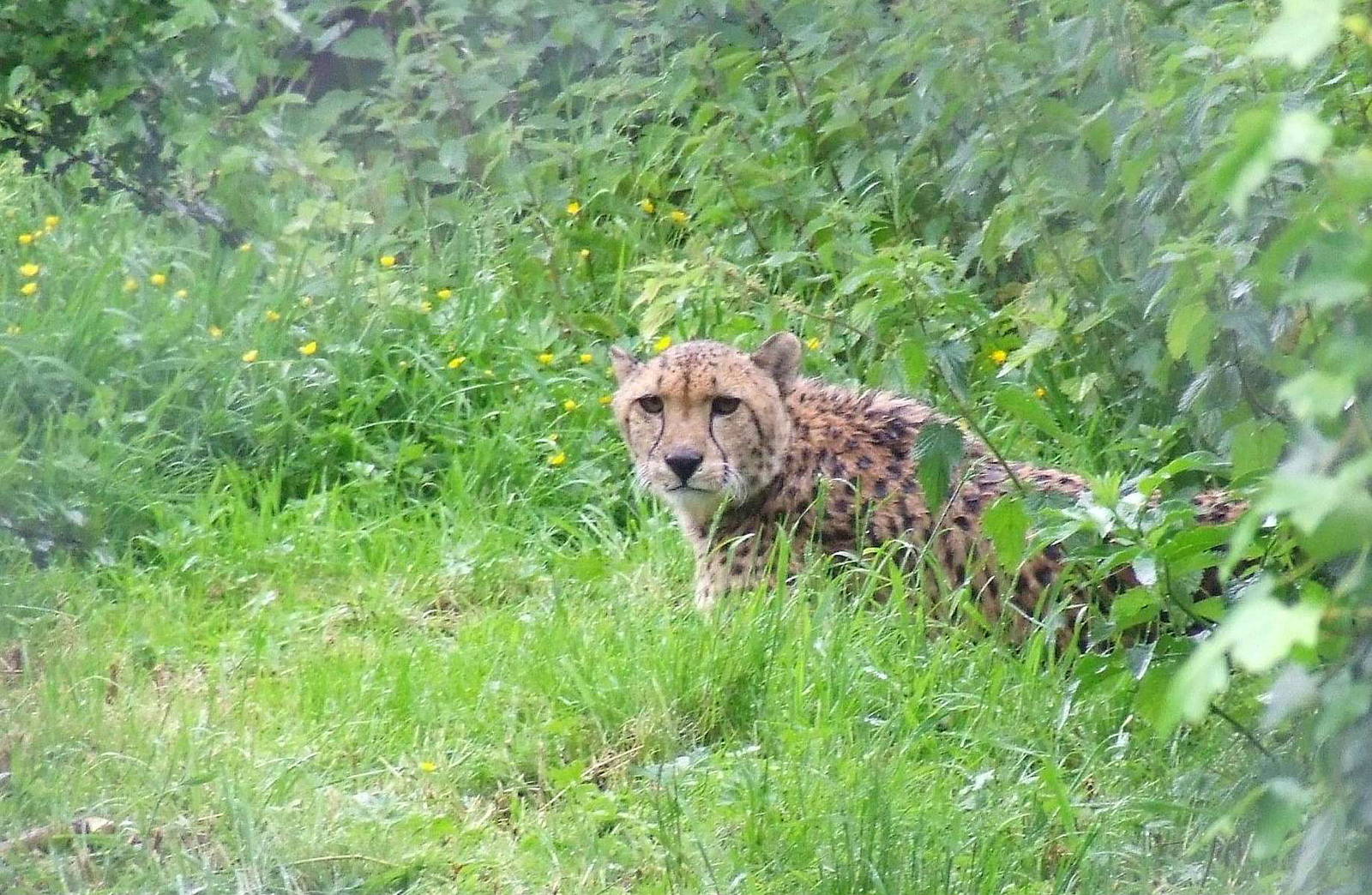 Male Southern Cheetah