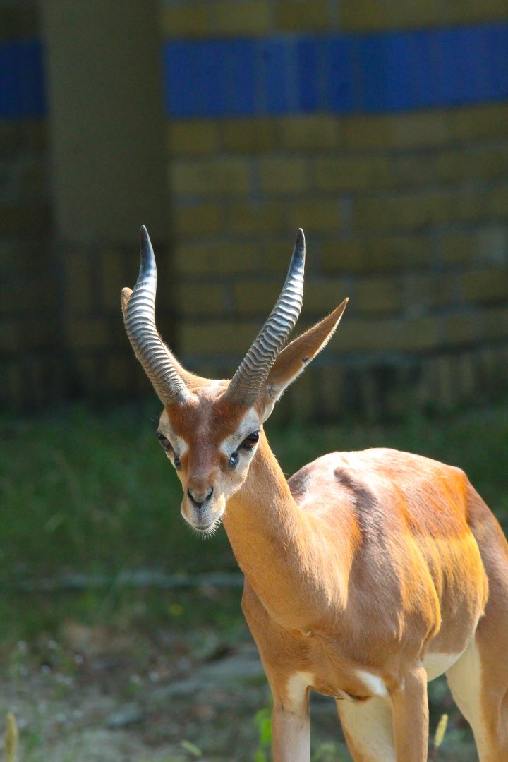 Male Southern Gerenuk- September 2024