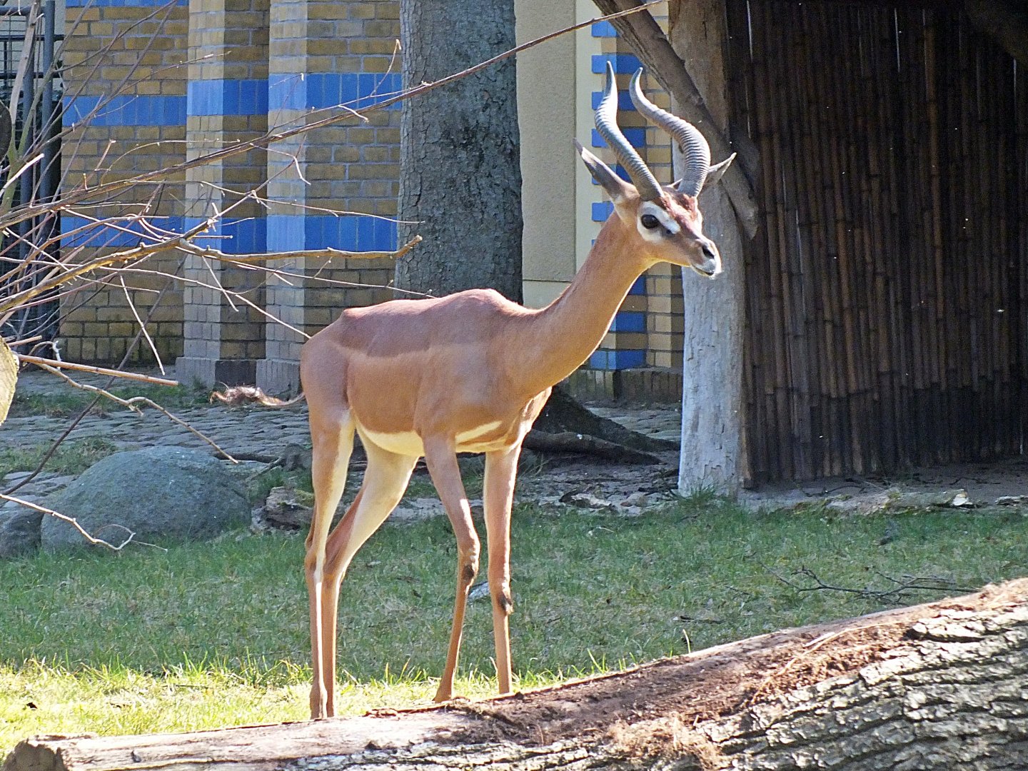 Male southern gerenuk