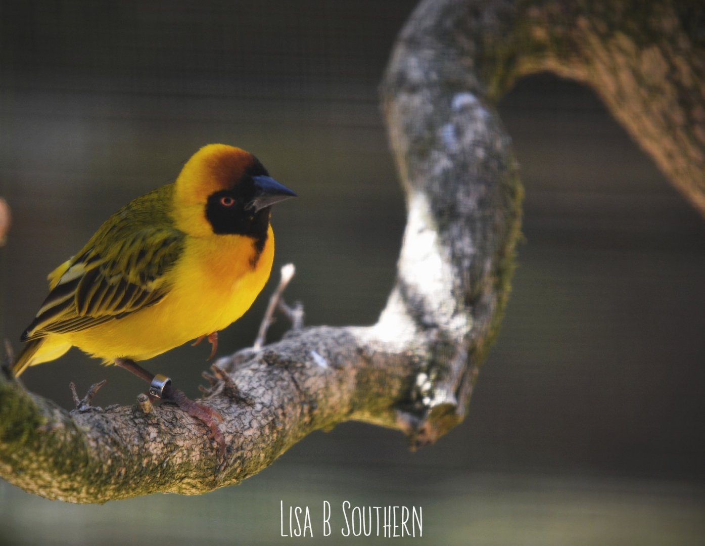 Male Southern Masked Weaver