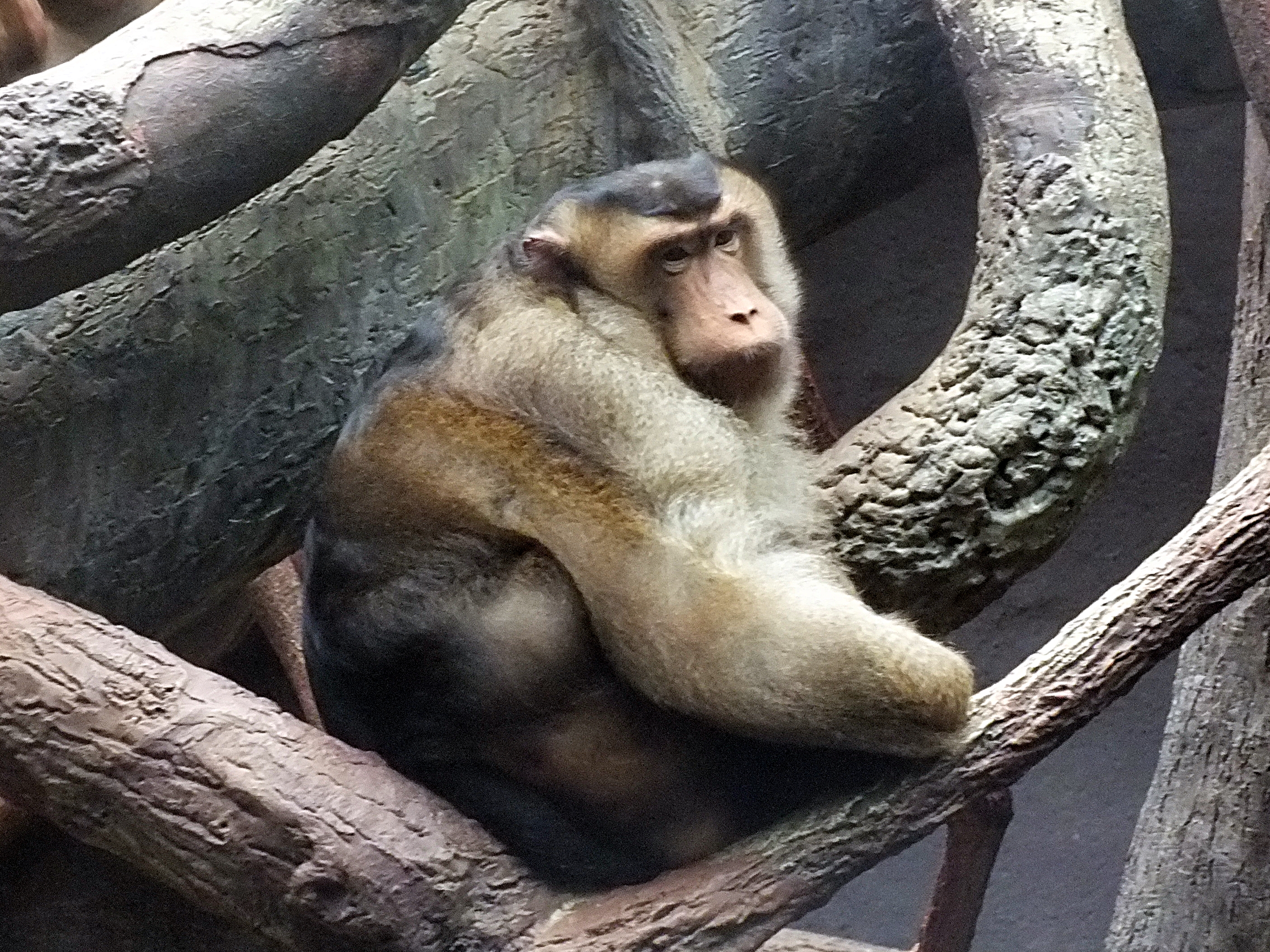Male southern pig-tailed macaque