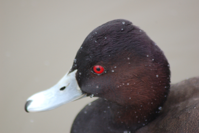 Male southern Pochard, Blackbrook, 31.12.08