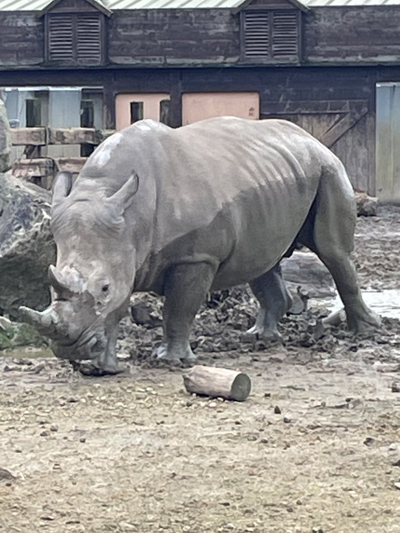 Male Southern White Rhino
