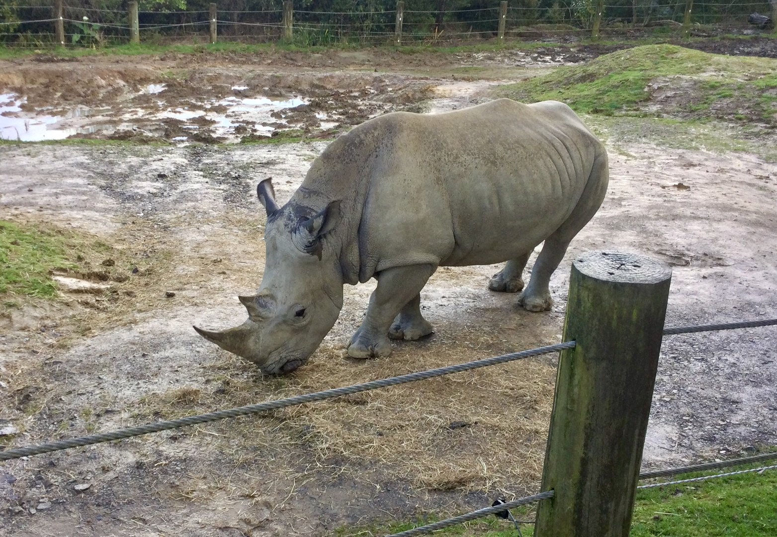 Male Southern white rhinoceros (Samburu)