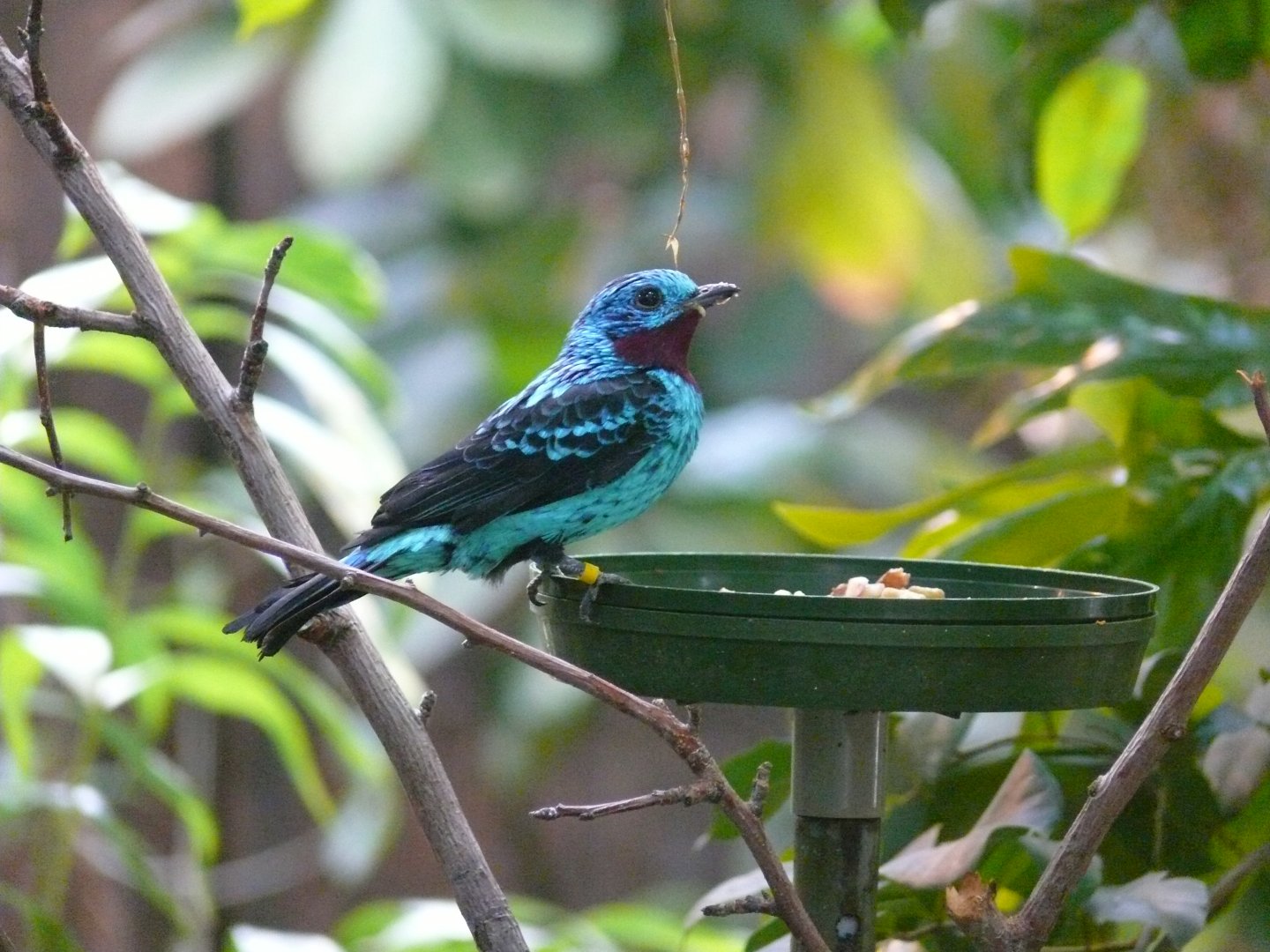 Male Spangled Cotinga - reopening 31-08-2020