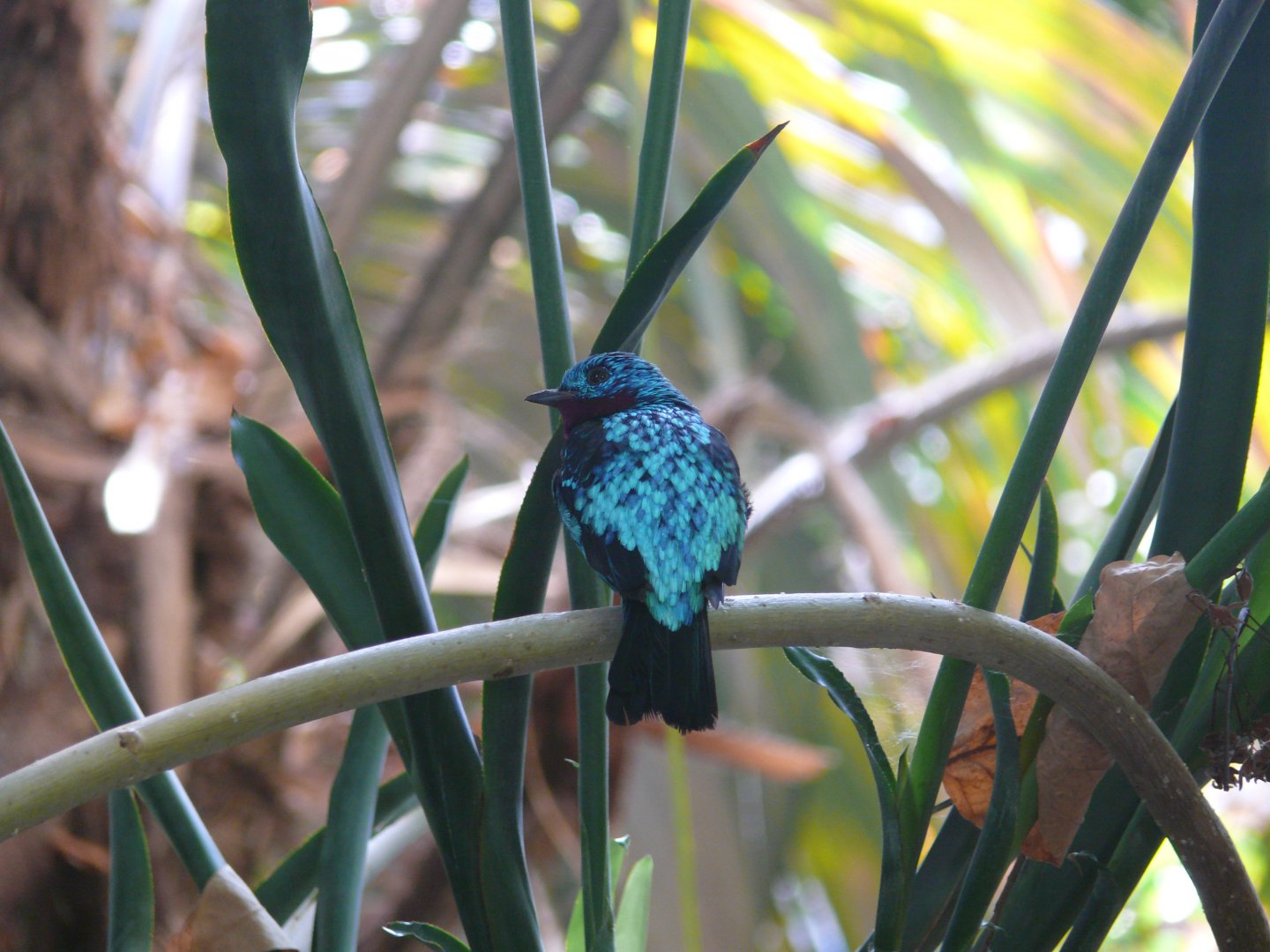 Male Spangled cotinga - reopening 31-08-2020