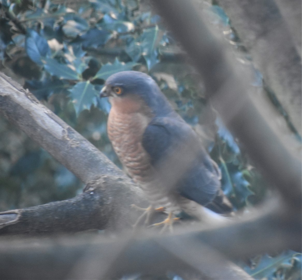 Male Sparrowhawk - Central London