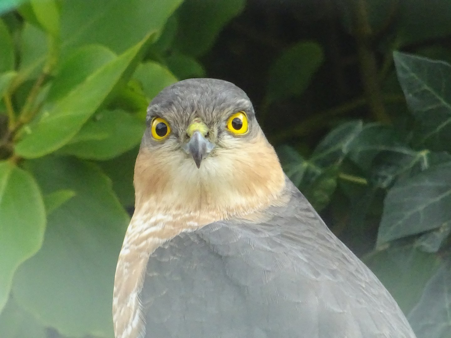 Male Sparrowhawk