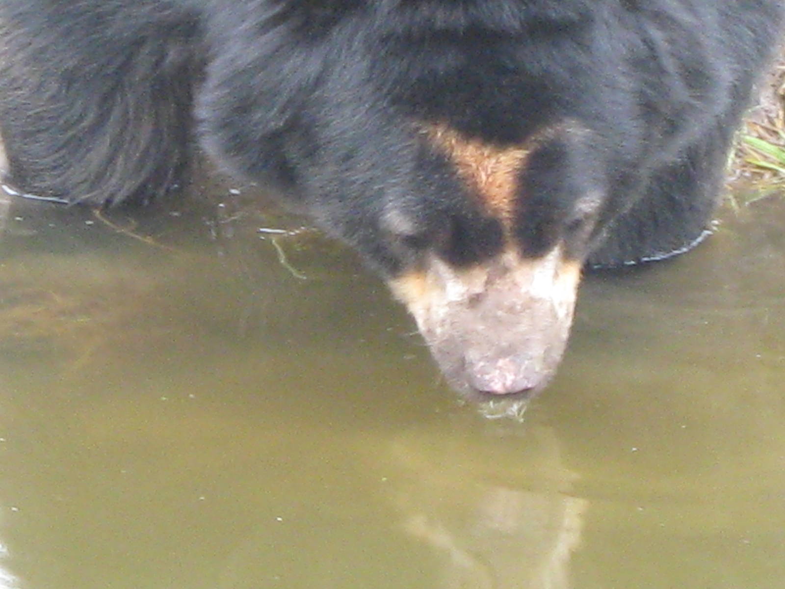 Male spectacled bear 30.3.10