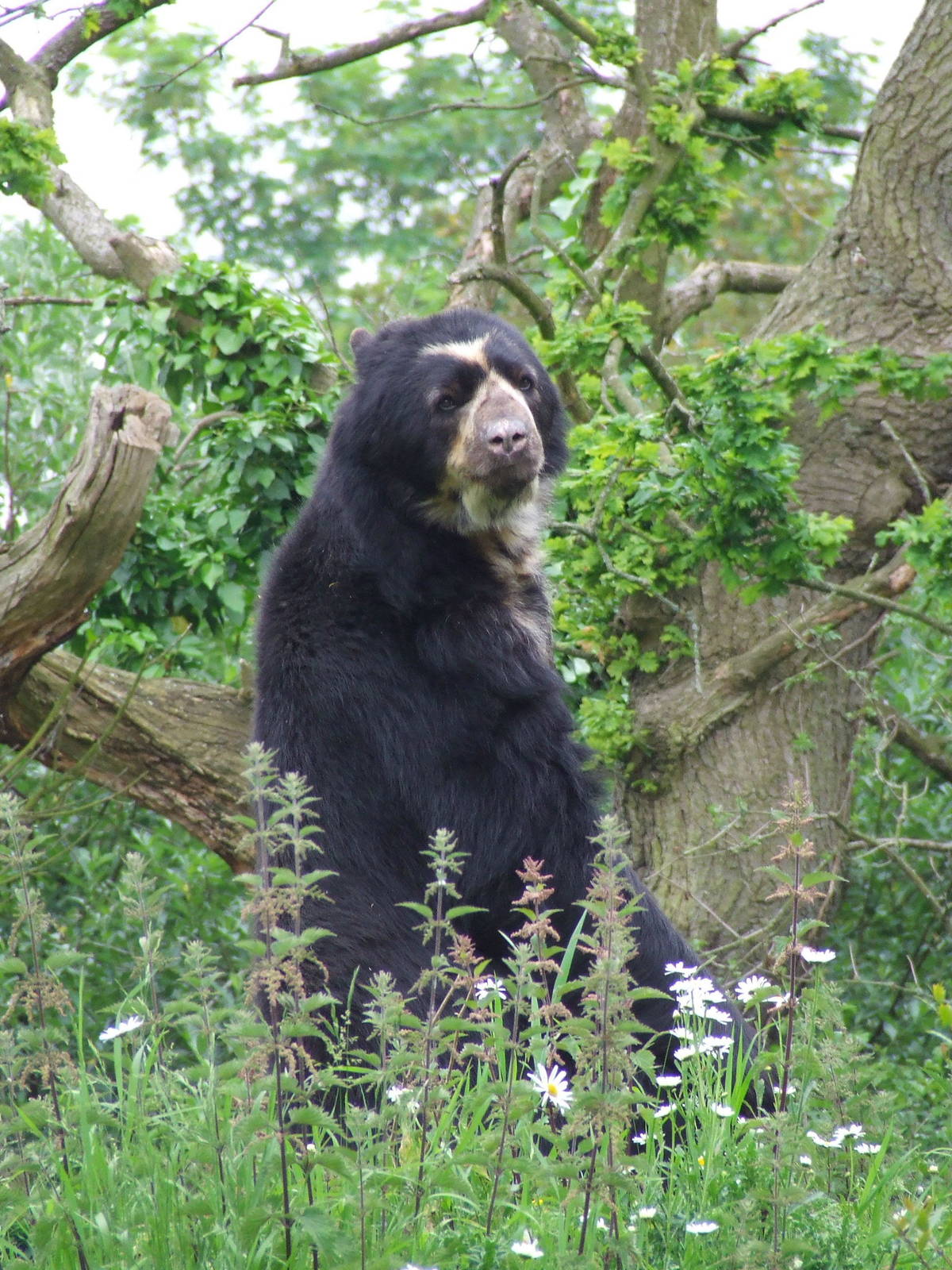Male Spectacled Bear, Bears of the Cloud Forest