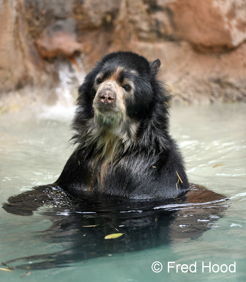 male spectacled bear (in pool)