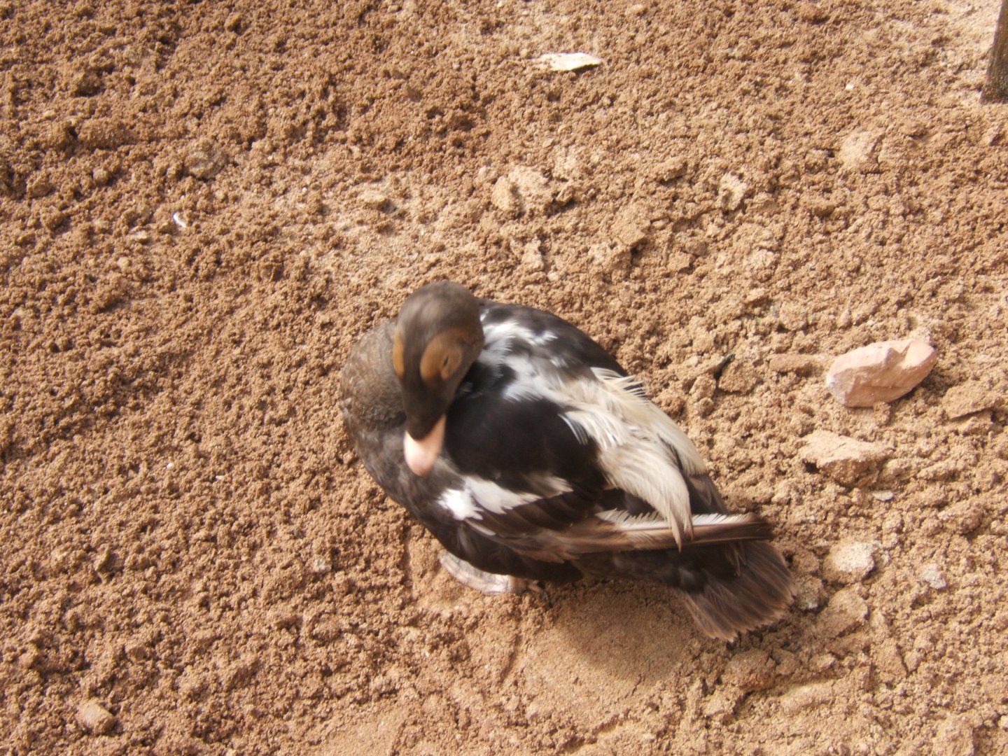 Male Spectacled Eider 30/07/2017