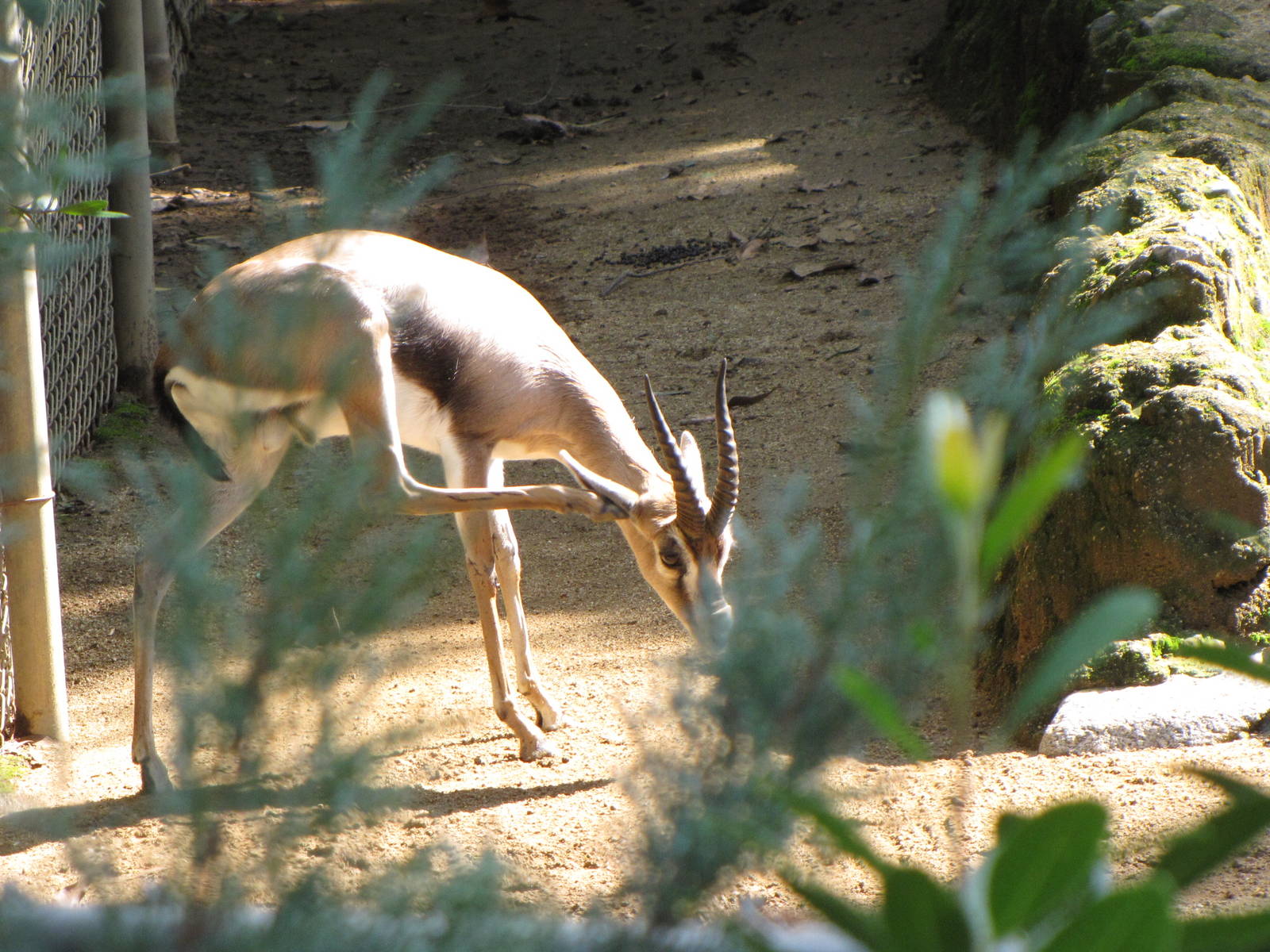 Male Speke's Gazelle