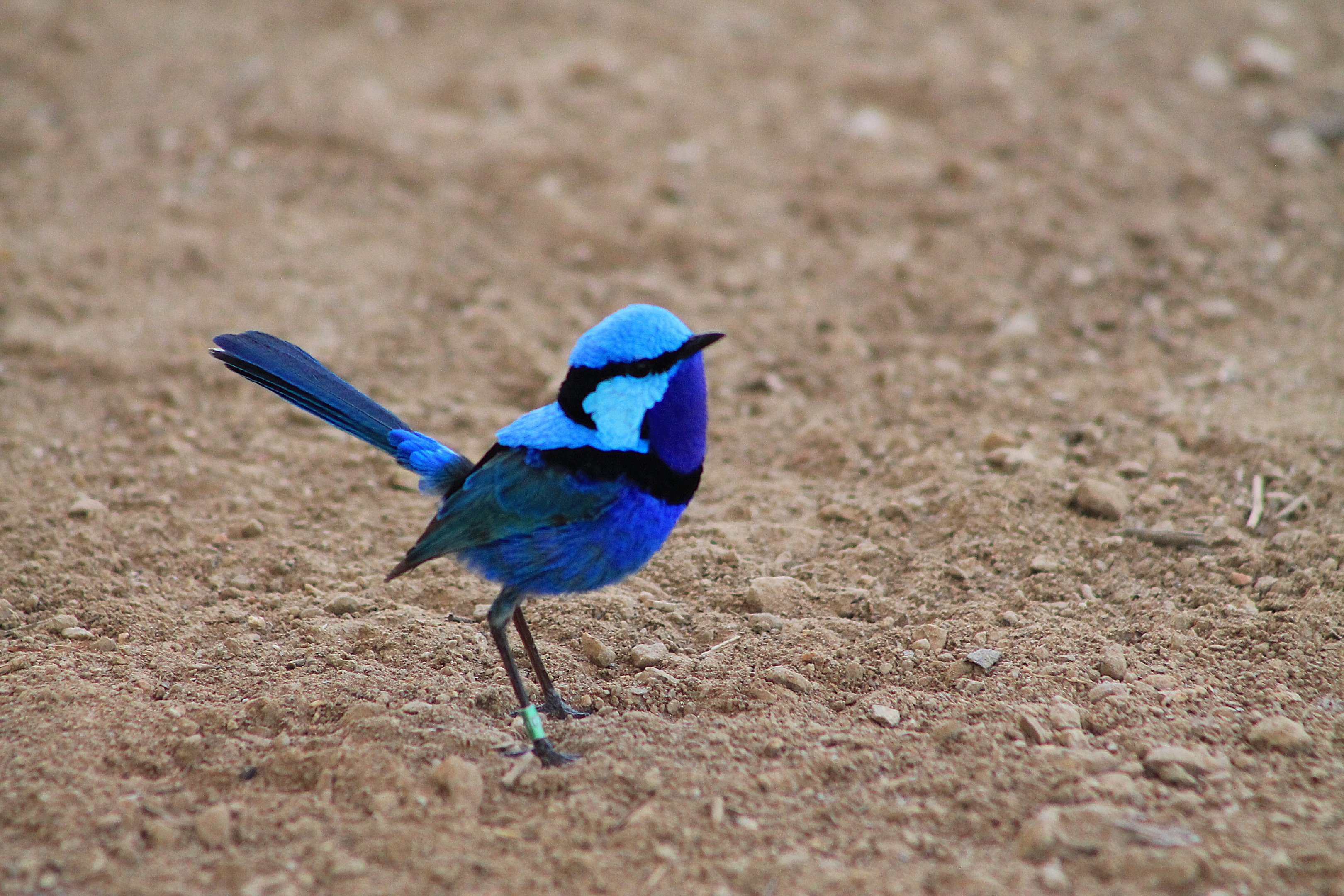 male Splendid Blue Wren (Malurus splendens callainus)