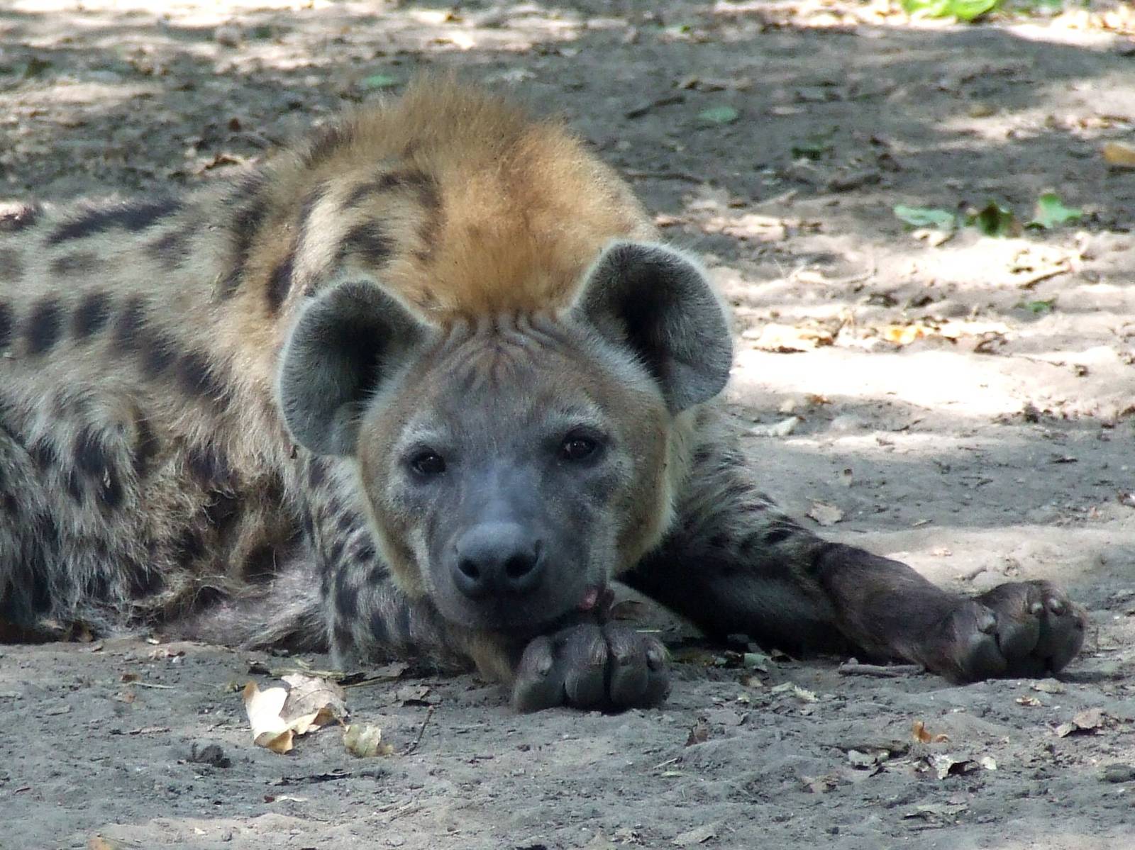 Male Spotted hyena @ Szeged Zoo, Hungary