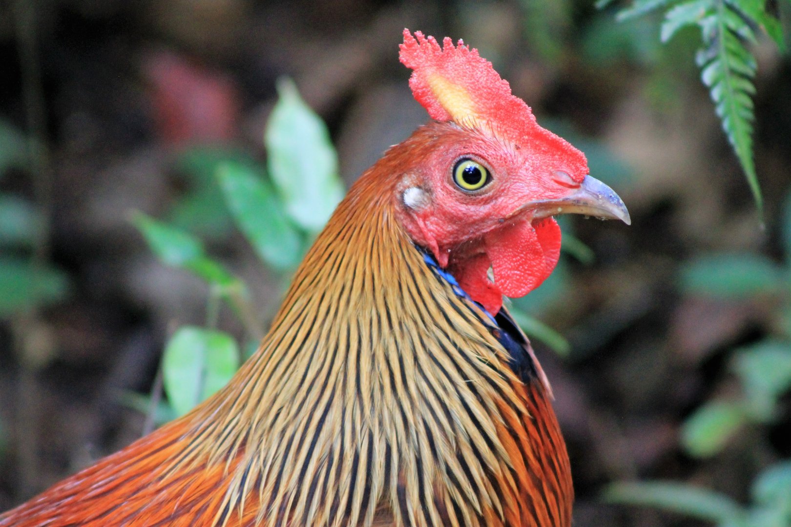 male Sri Lankan Junglefowl (Gallus lafayettii)