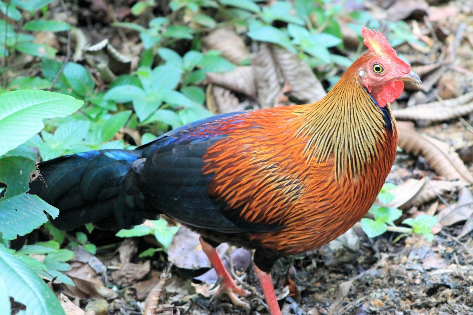 male Sri Lankan Junglefowl (Gallus lafayettii)