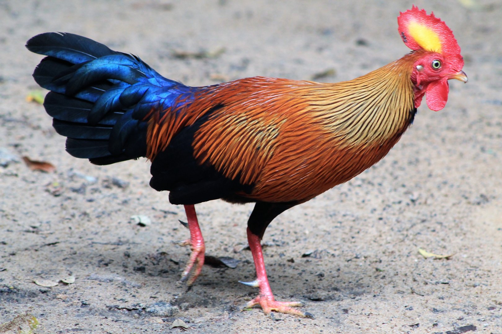 male Sri Lankan Junglefowl (Gallus lafayettii)