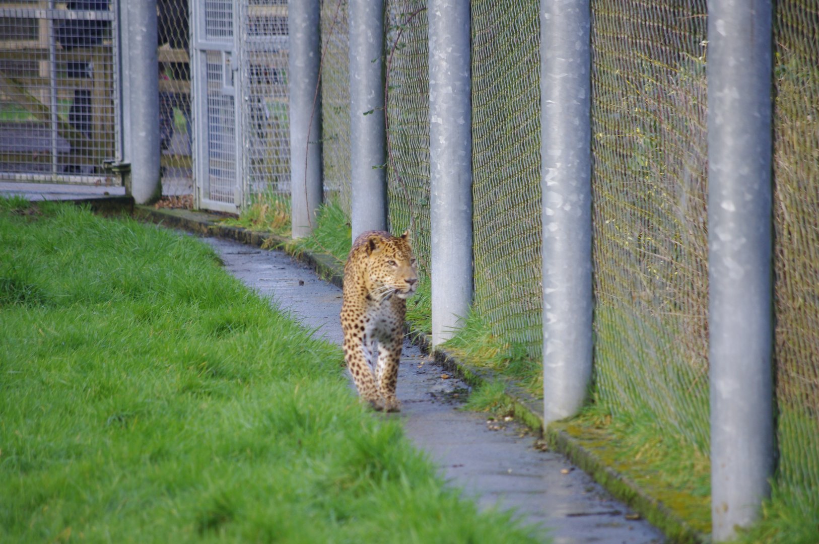 Male Sri Lankan Leopard- 19/2/2024
