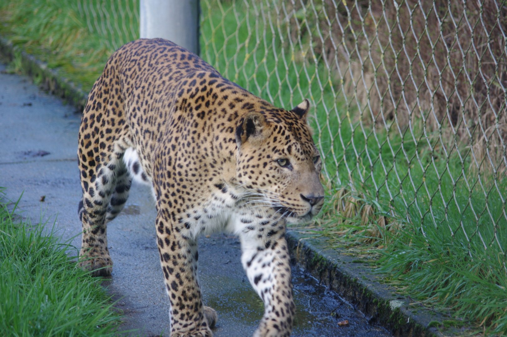 Male Sri Lankan Leopard- 19/2/2024