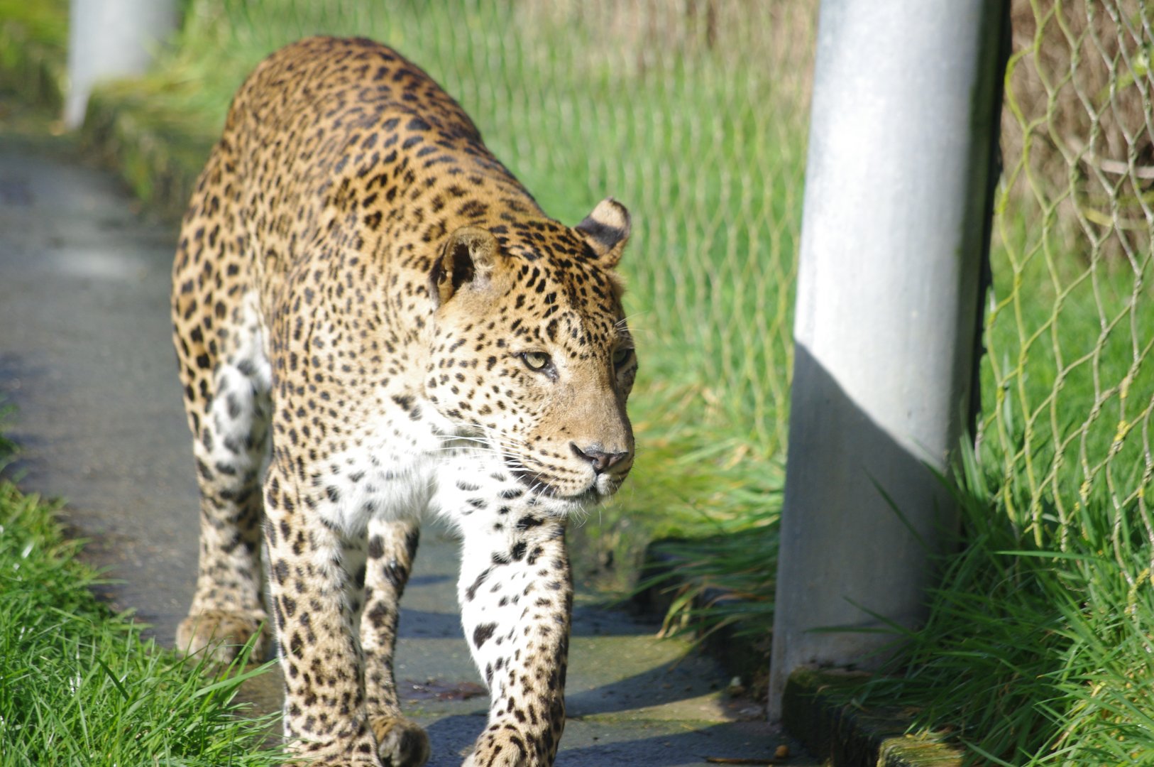 Male Sri Lankan Leopard- 19/2/2024