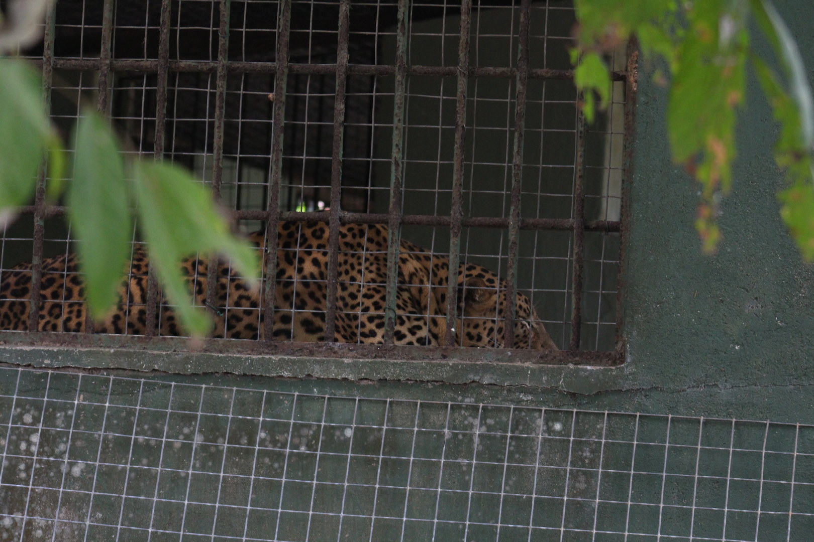 Male Sri Lankan Leopard backstage