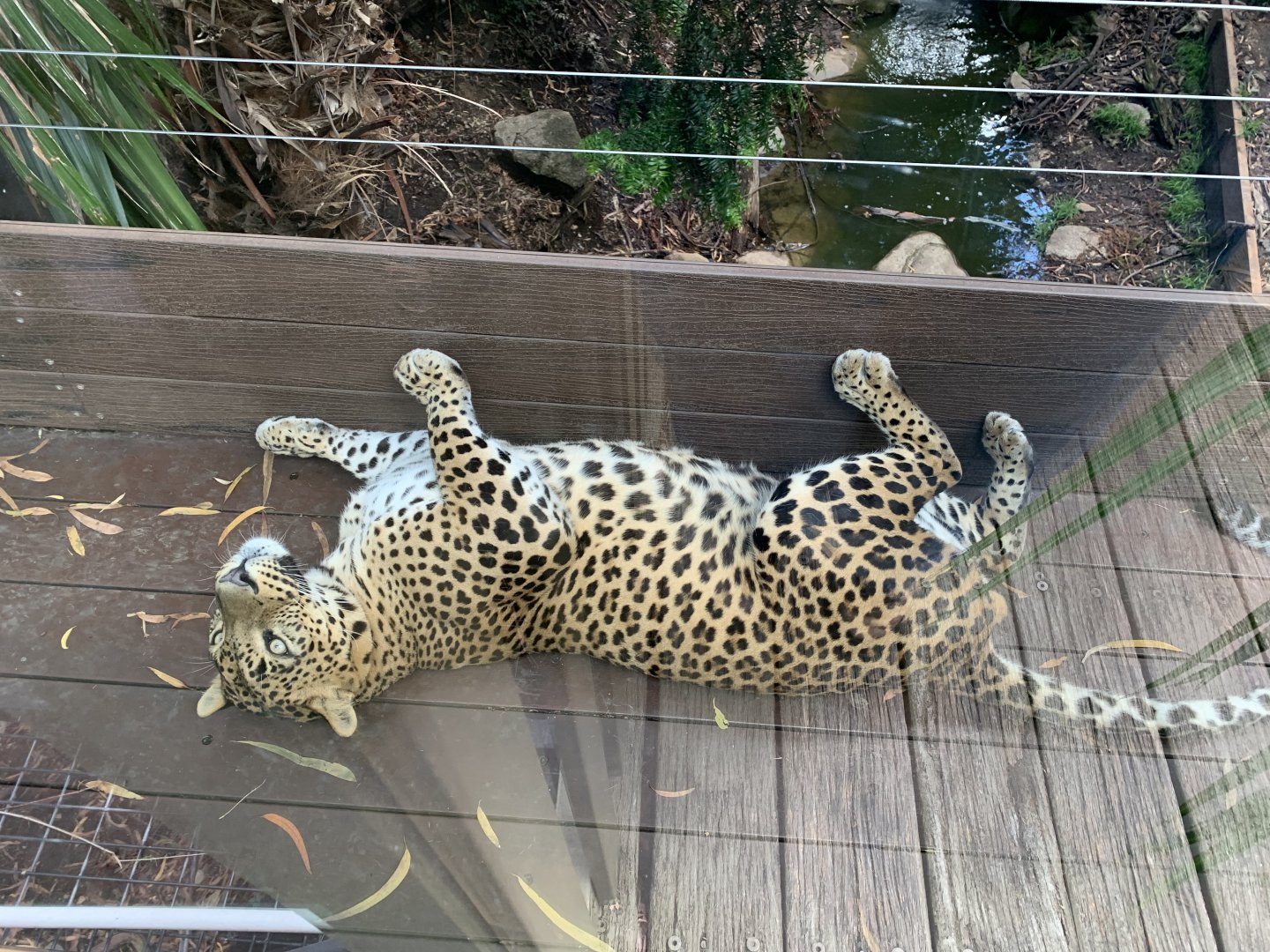 Male Sri Lankan Leopard