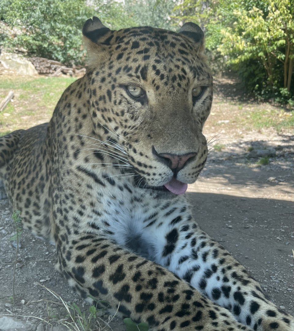Male Sri Lankan Leopard