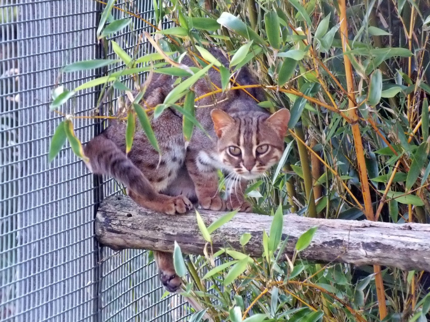 Male Sri Lankan rusty-spotted cat