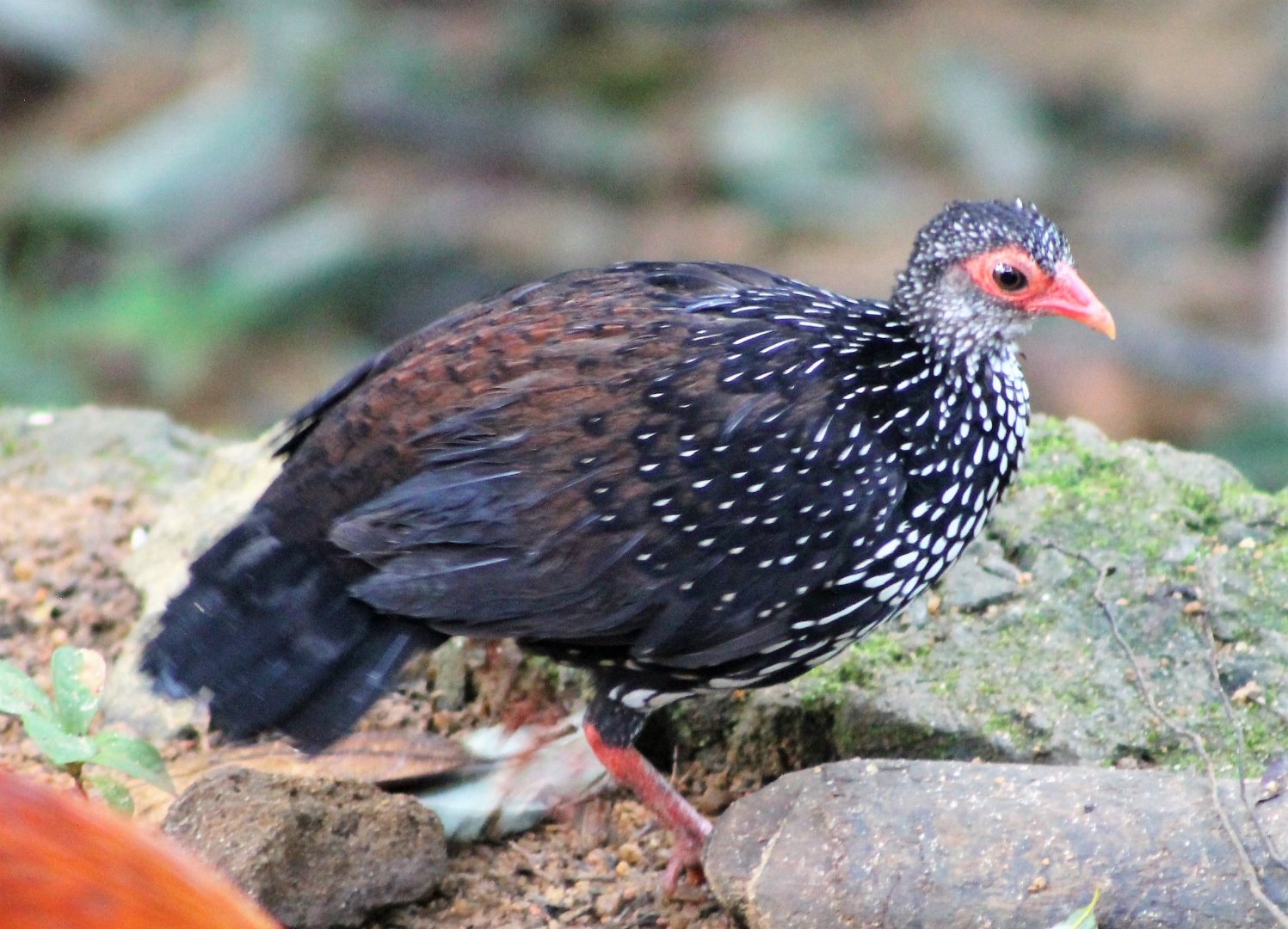 male Sri Lankan Spurfowl (Galloperdix bicalcarata)