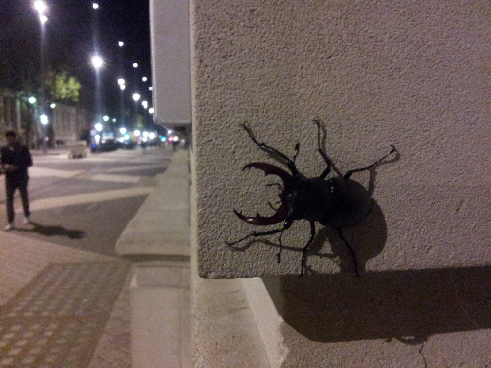 Male stag beetle, 13th June 2012
