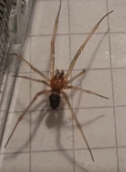 Male Steatoda grossa