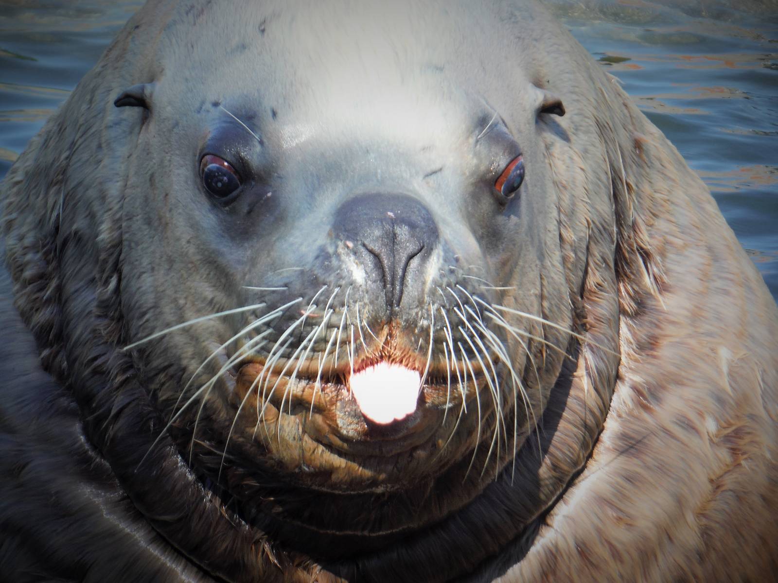 Male Steller Sea Lion Adak