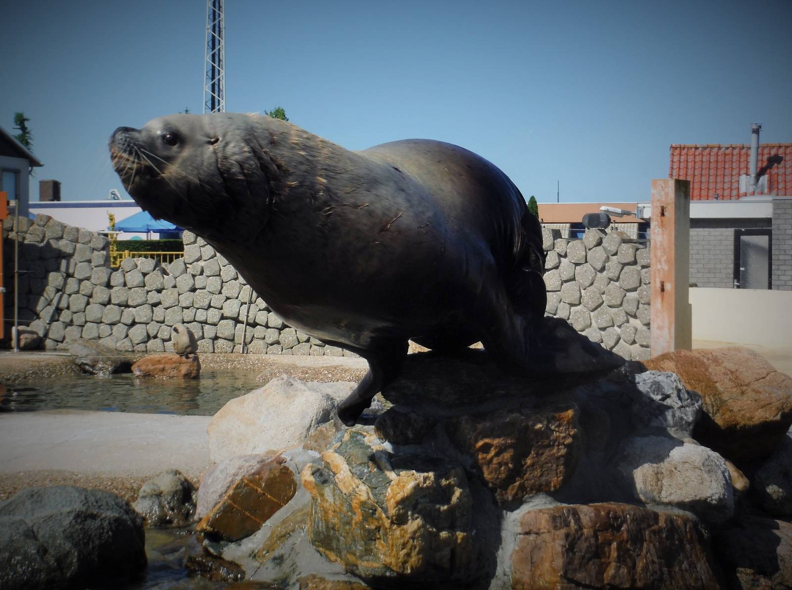 Male Steller Sea Lion Adak