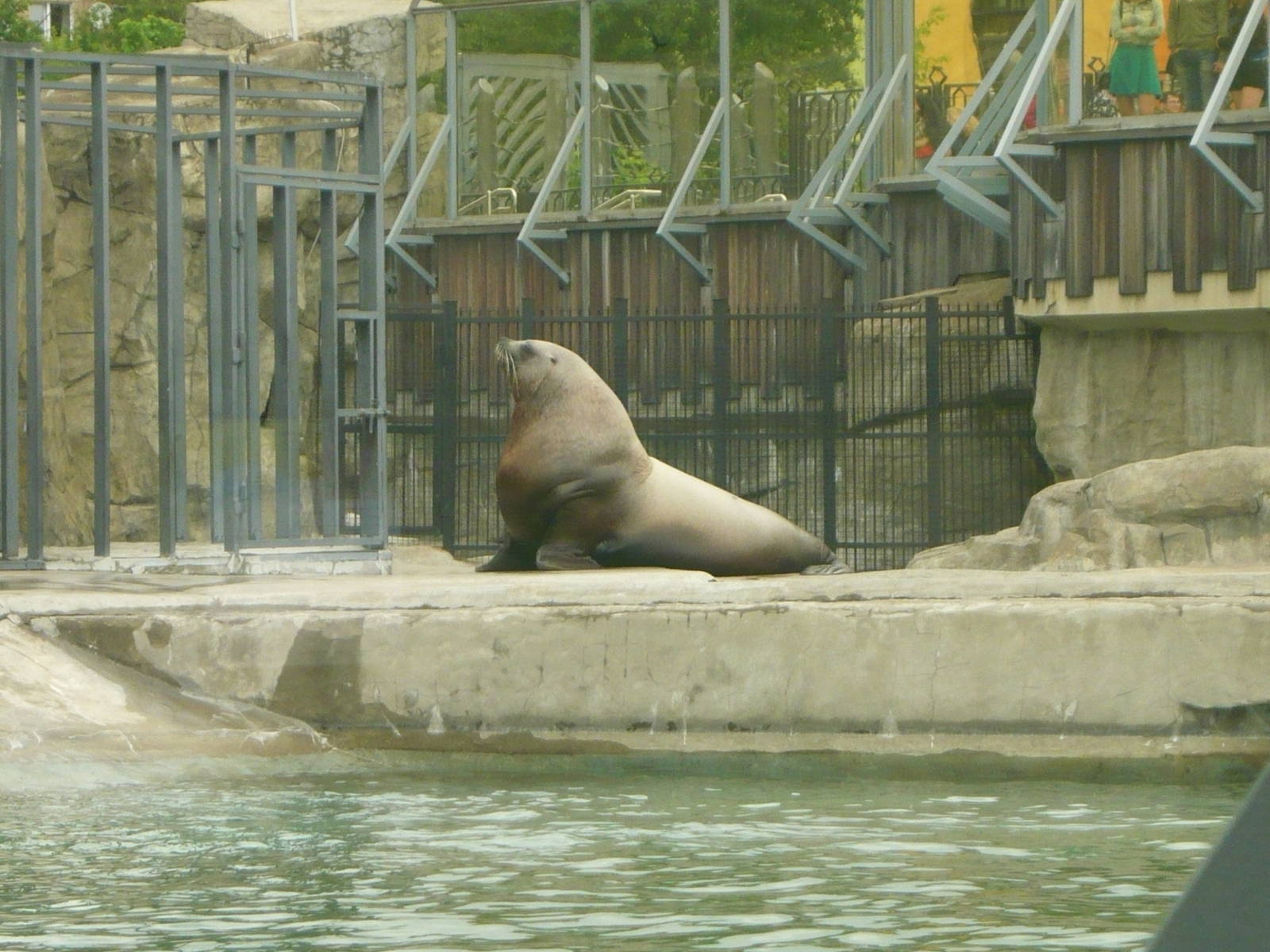 Male Steller sea lion