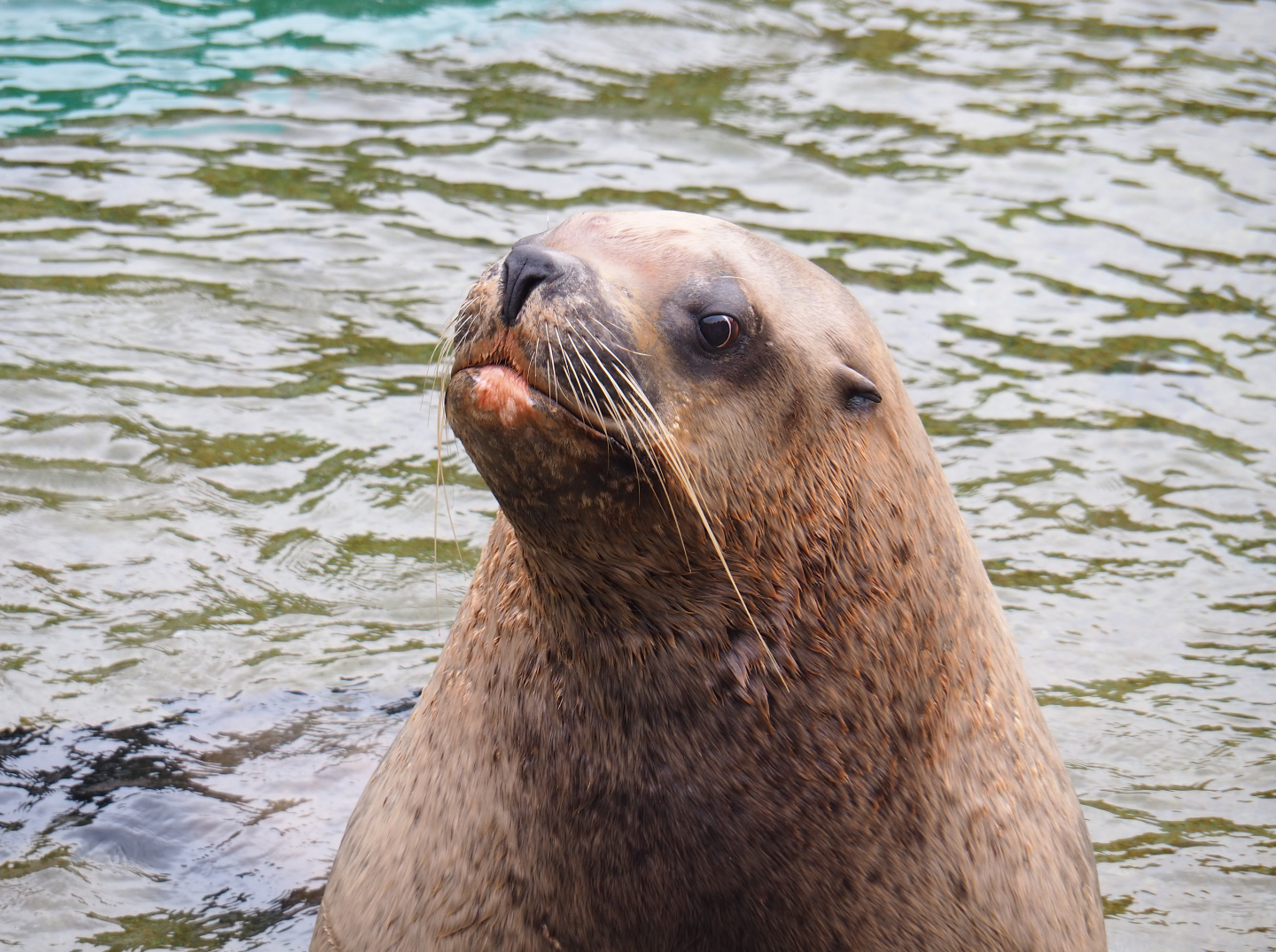 Male Steller's sea lion (Eumetopias jubatus), 2020-09-03