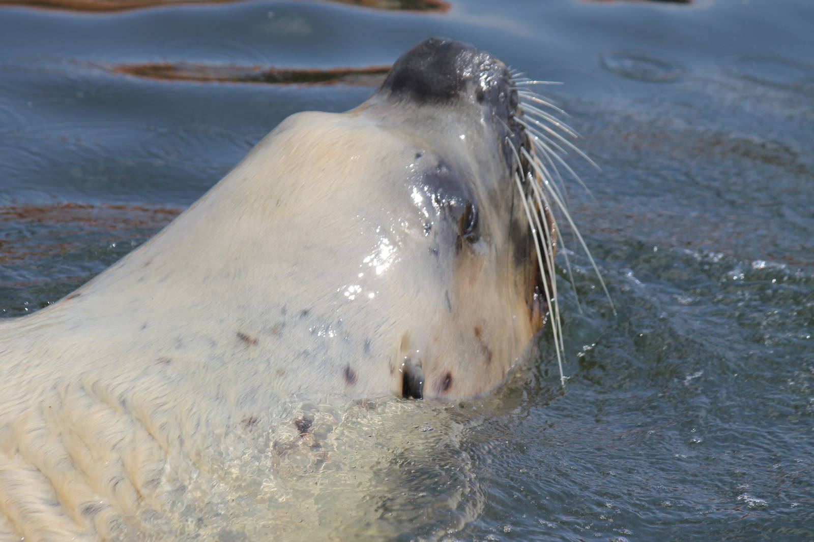 Male steller's sea lion