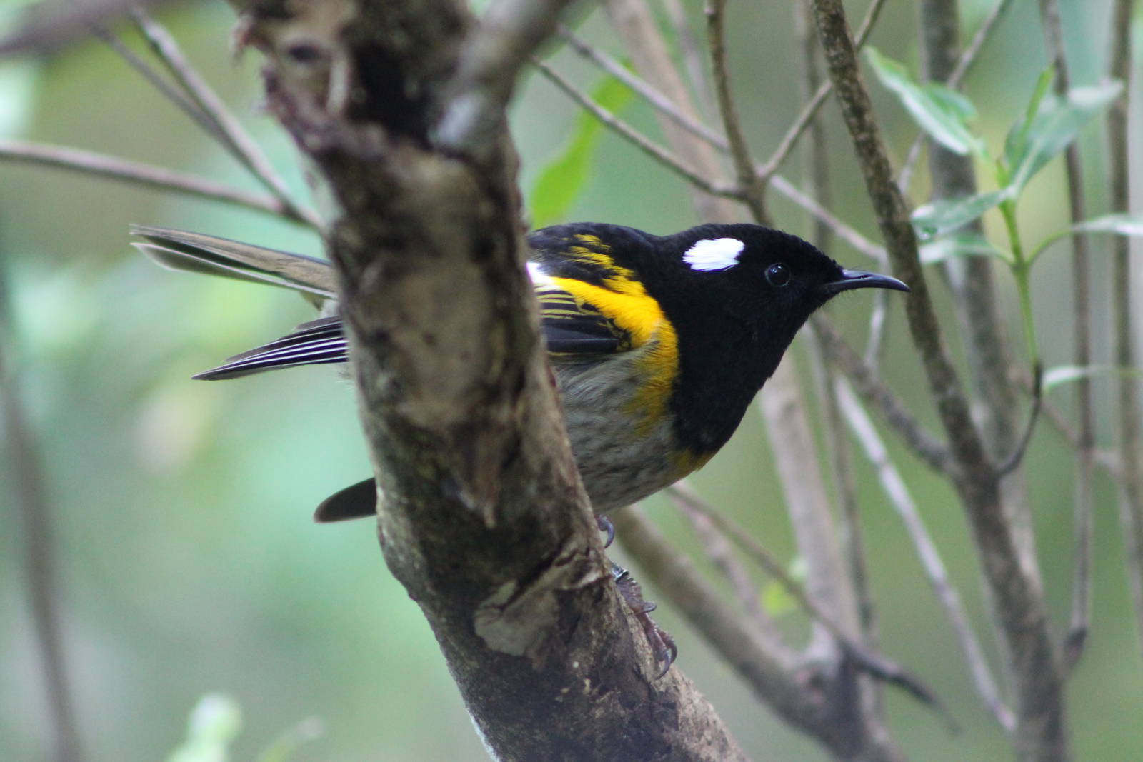 male stitchbird (Notiomystis cincta)