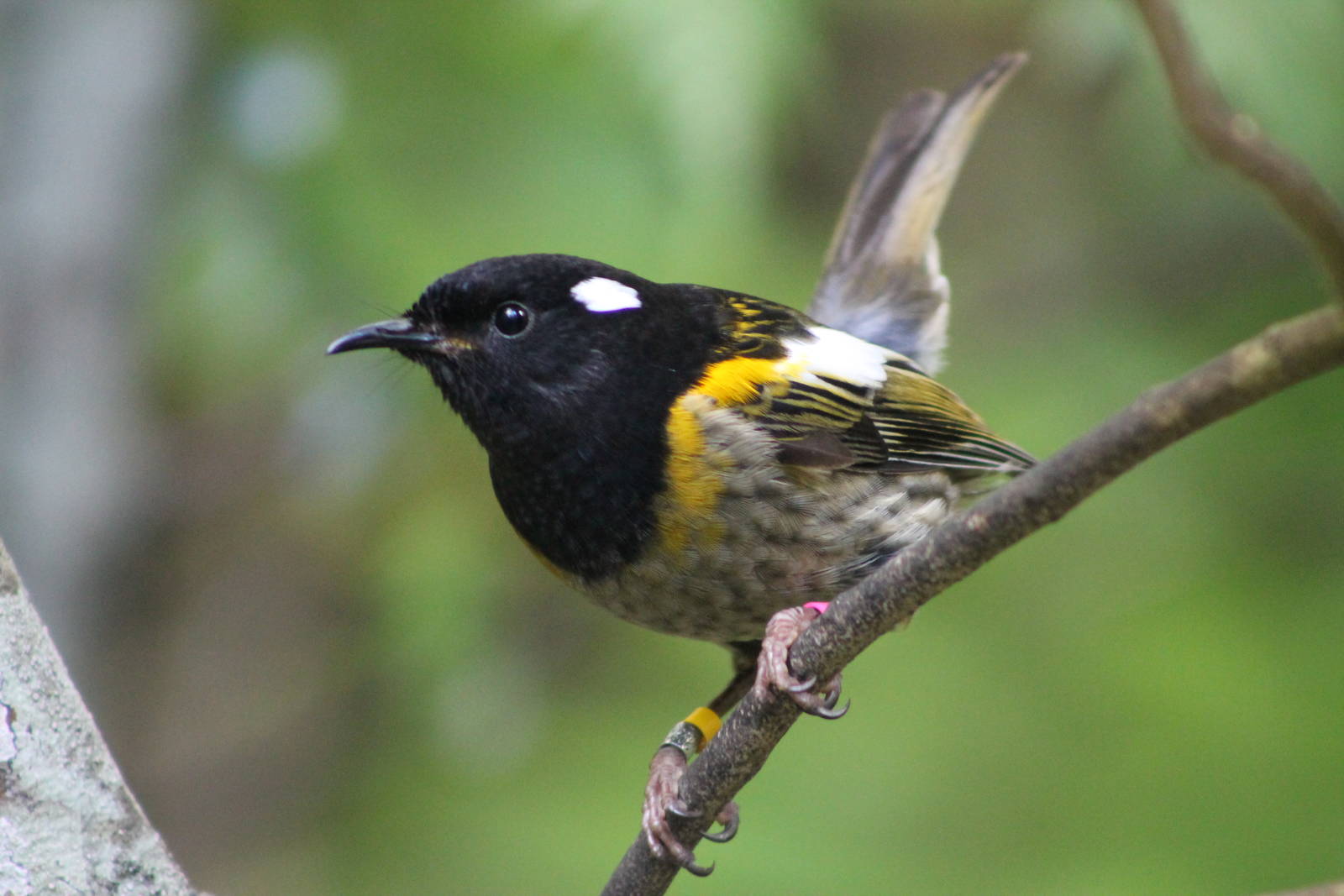 male stitchbird (Notiomystis cincta)
