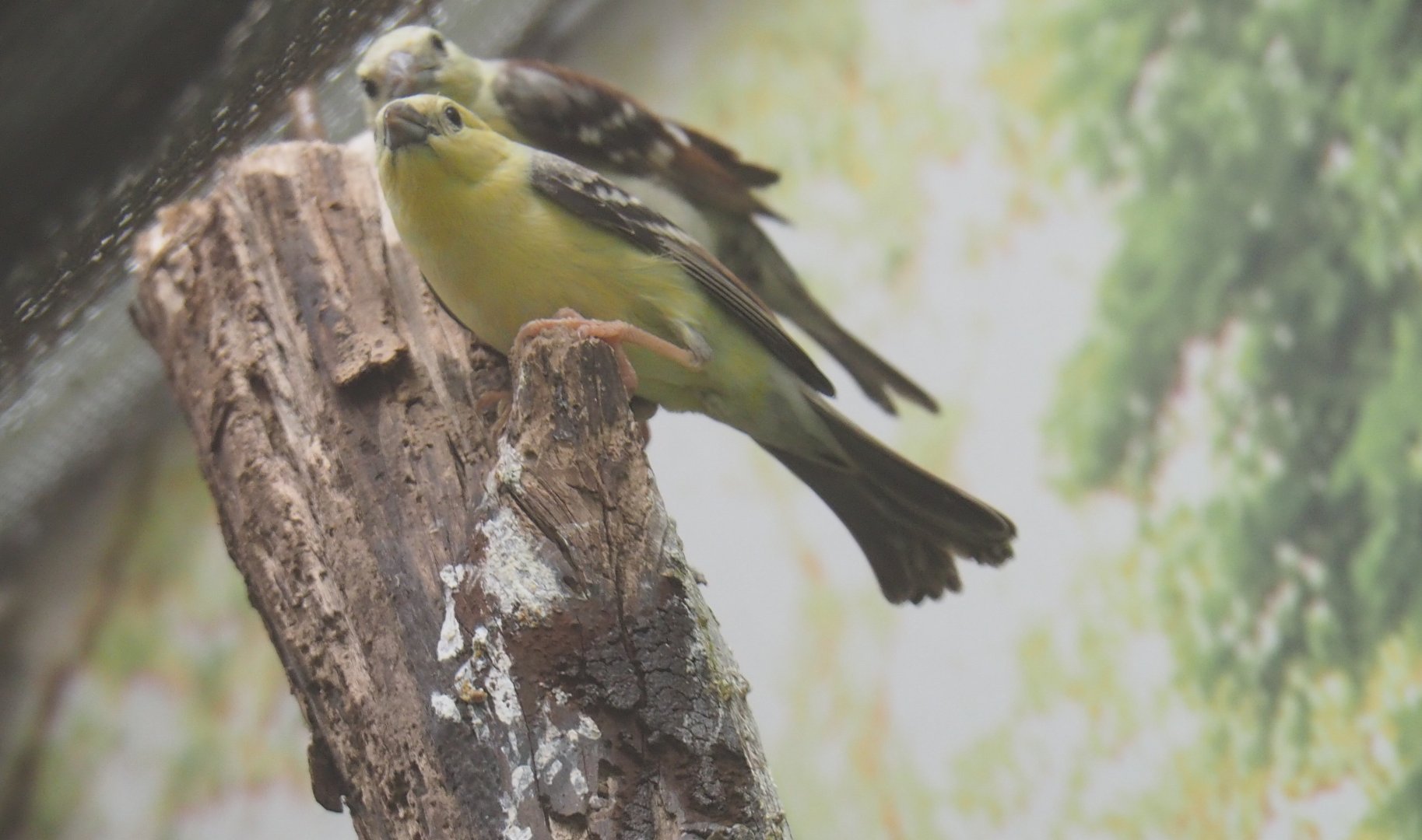 Male Sudan golden sparrow (Passer luteus), 2019-04-20