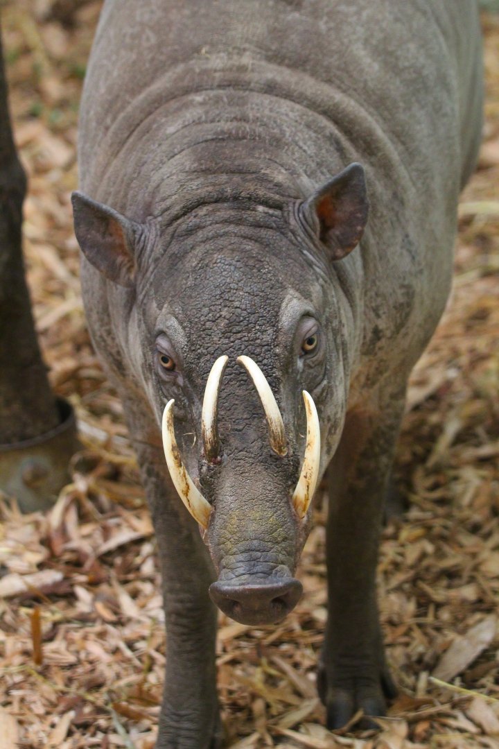 Male Sulawesi Babirusa- 25th January 2025