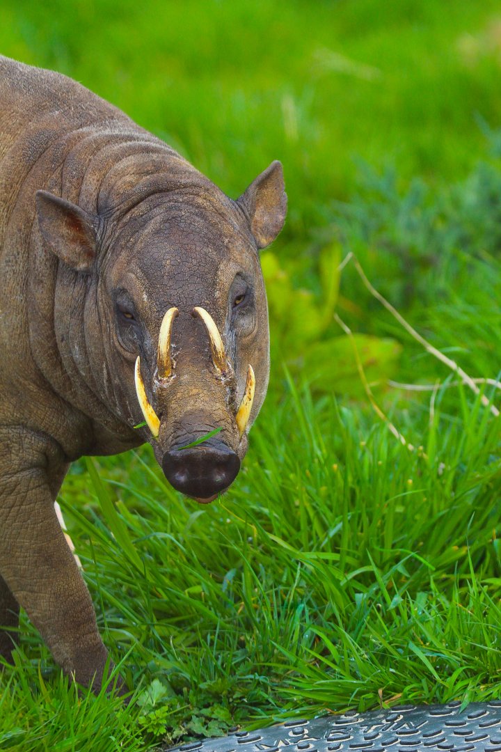 Male Sulawesi Babirusa- 2nd April 2014
