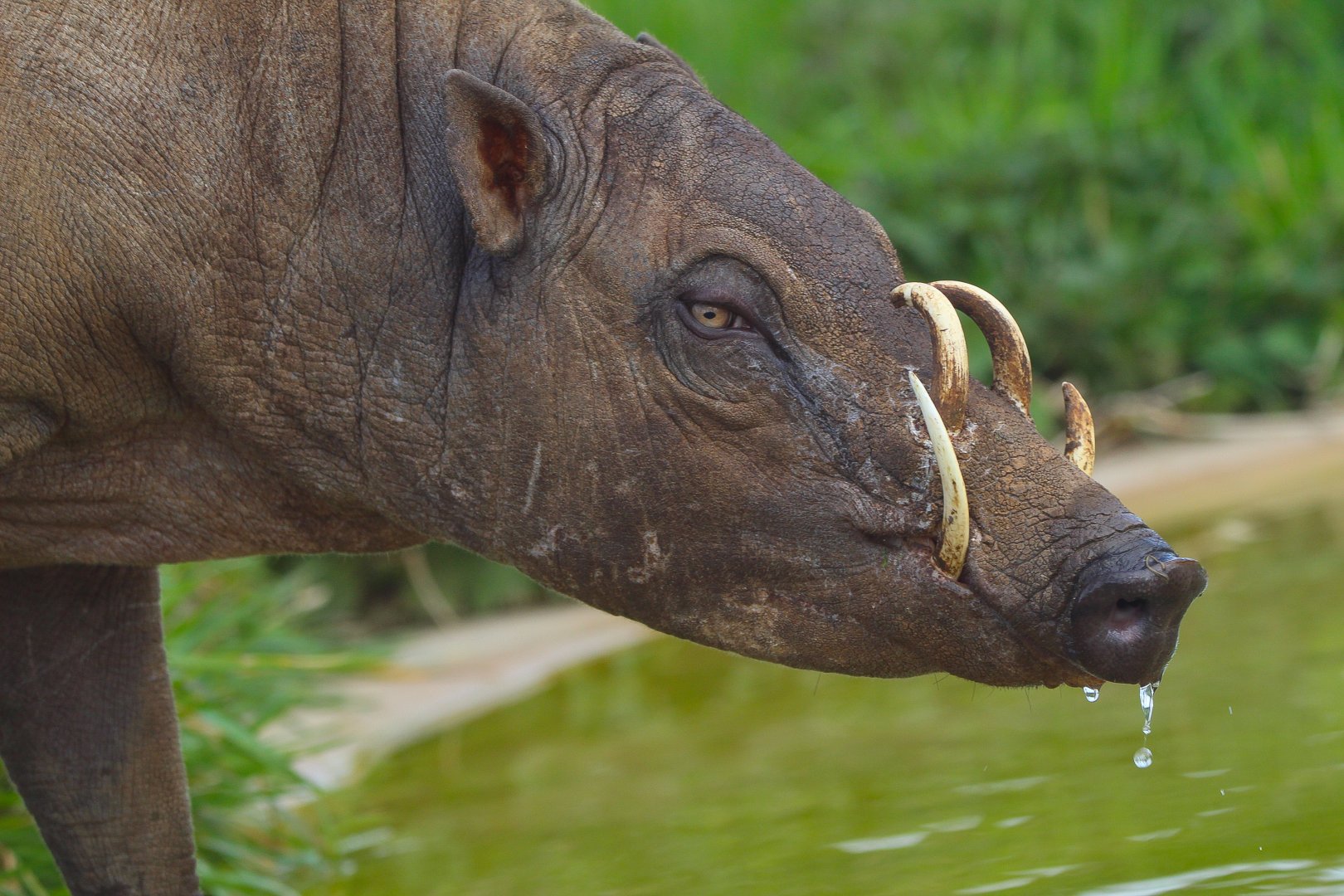 Male Sulawesi Babirusa drinking- 2nd April 2024