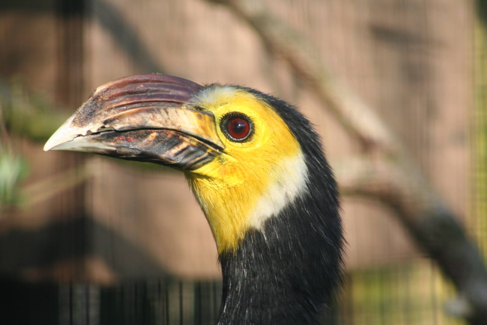 Male Sulawesi Hornbill @ Whipsnade; 15.04.2007