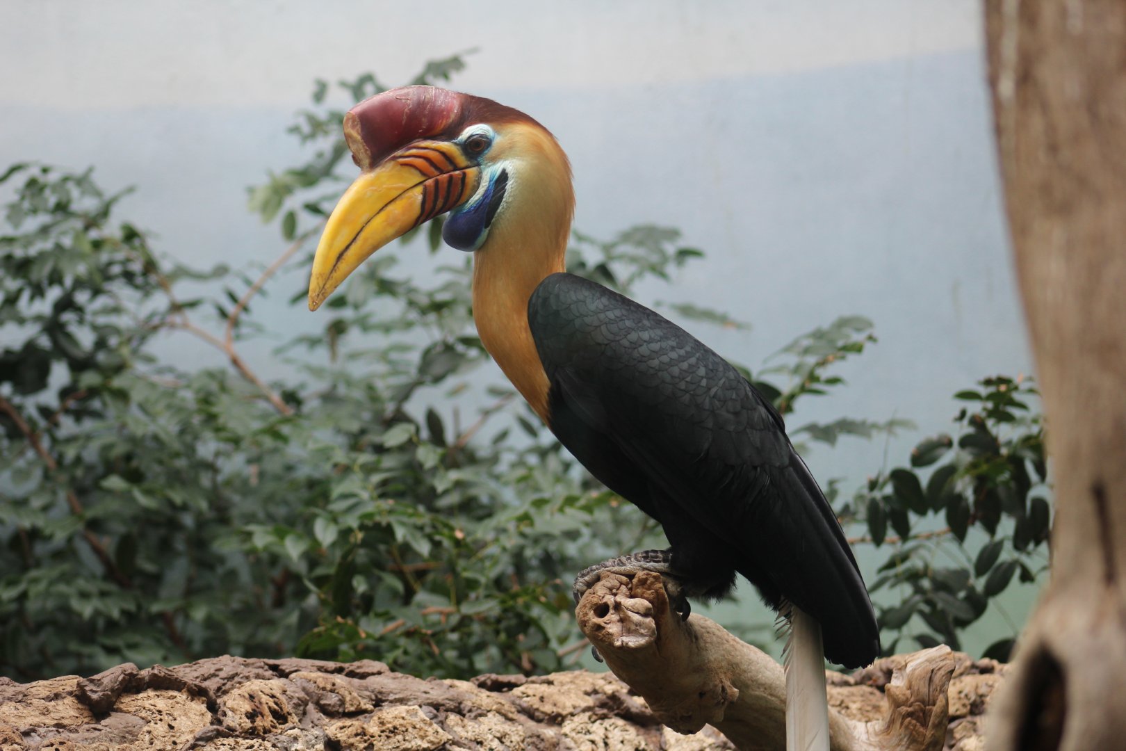 Male Sulawesi Knobbed Hornbill