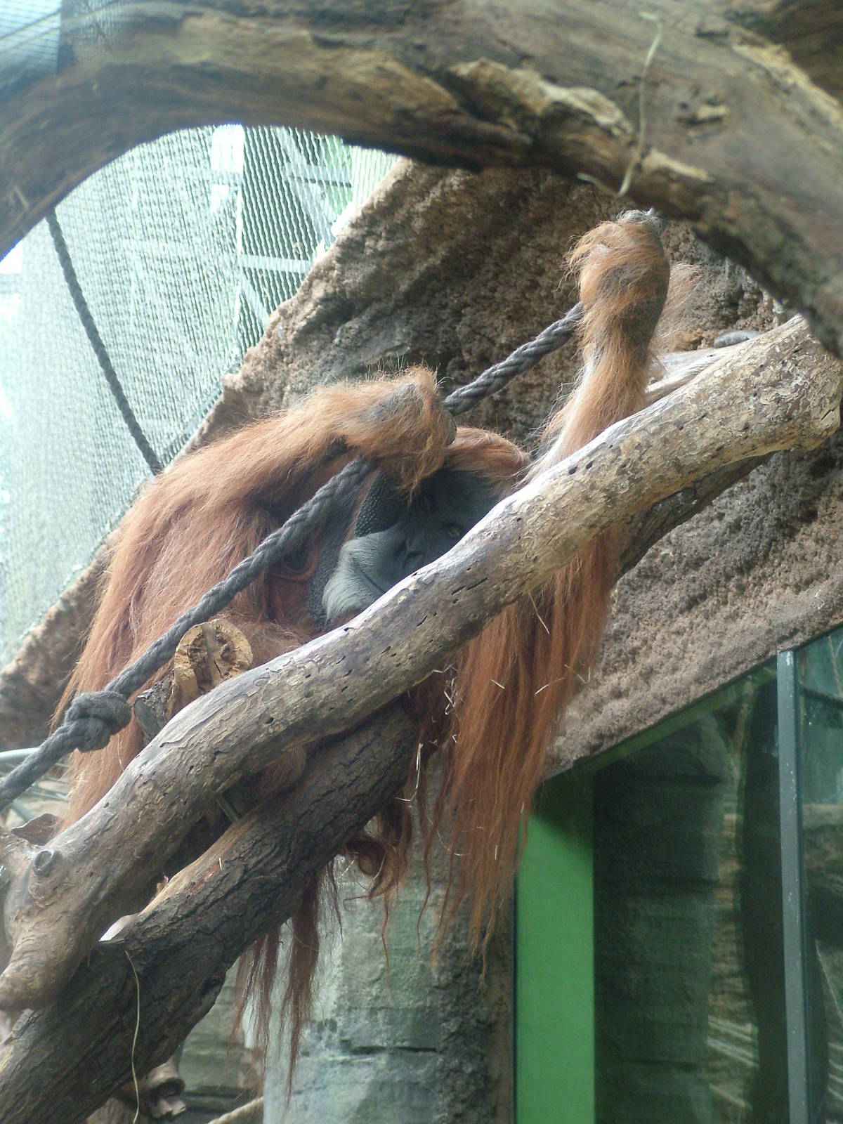 Male Sumatran Orang-Utan at Frankfurt 31/08/10