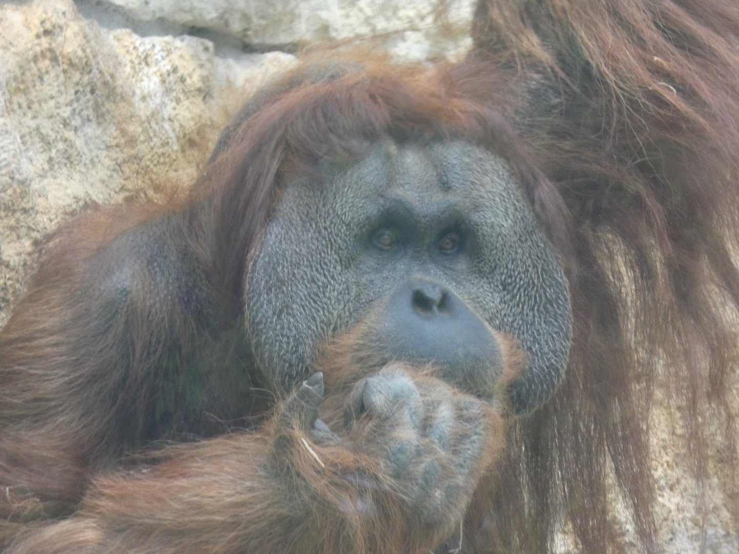 Male Sumatran Orang-utan (Mano)