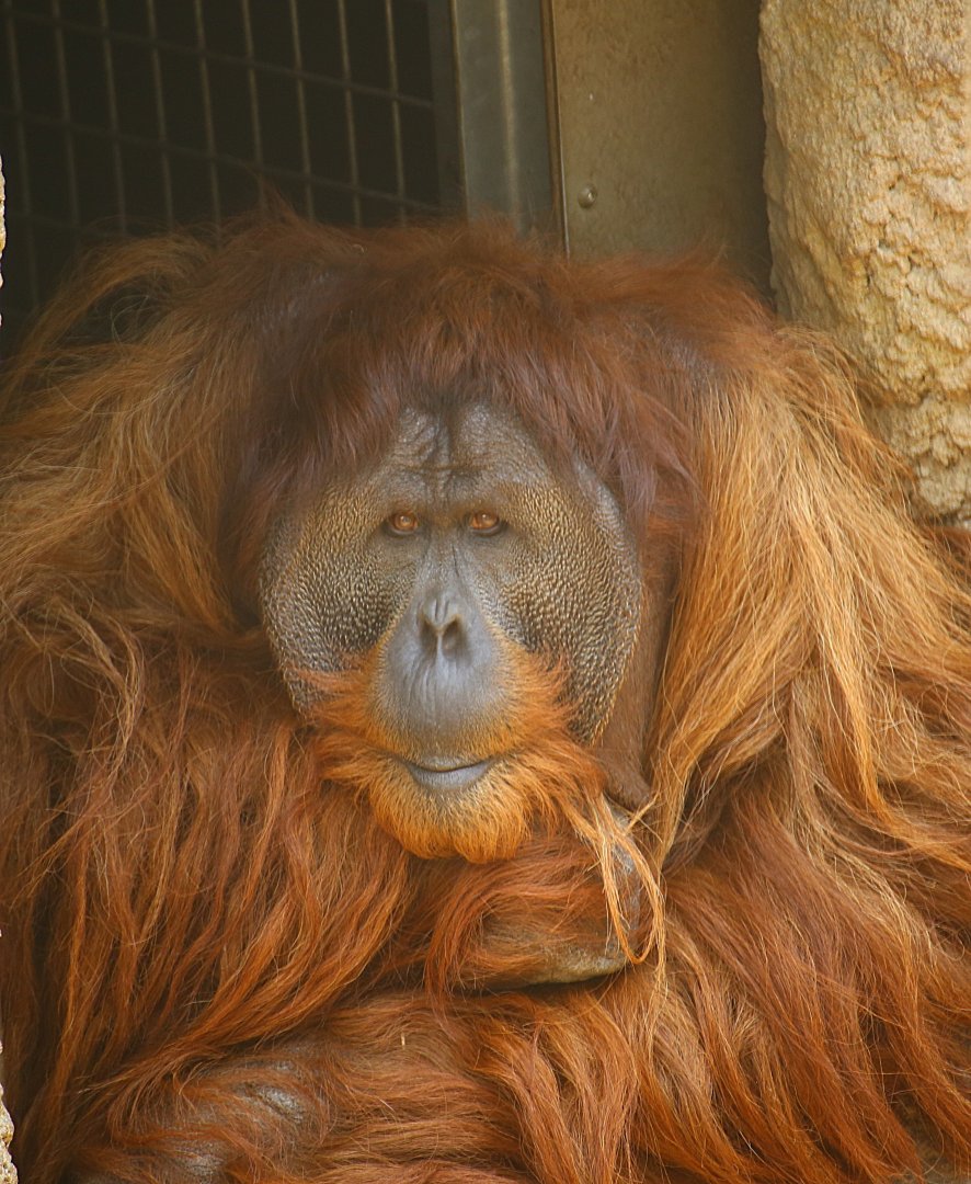 Male Sumatran Orang