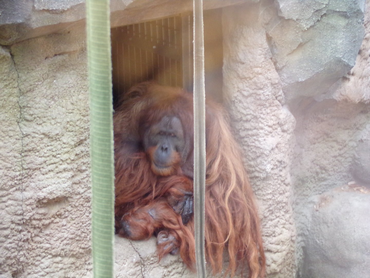 Male Sumatran orangutan 29.6.24
