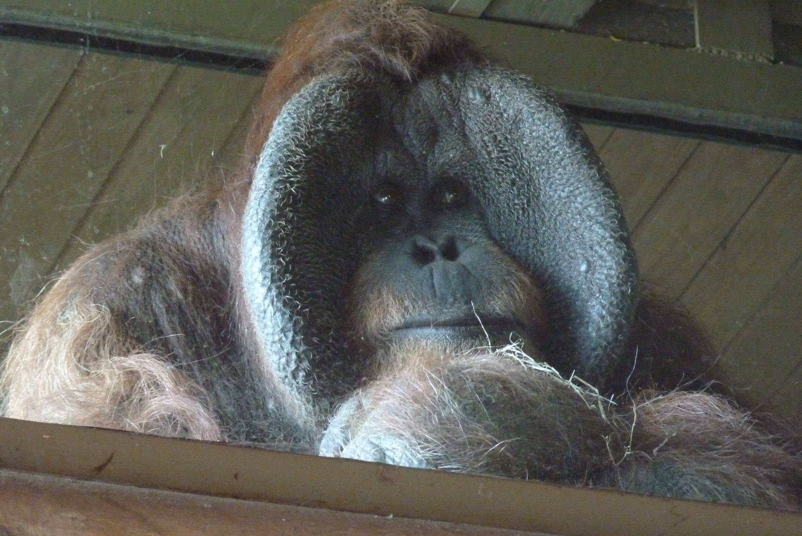 Male Sumatran Orangutan, April 2013